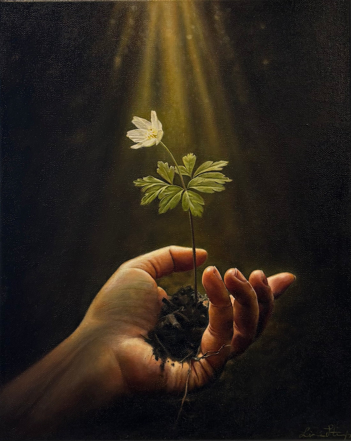 "Vitsippa" - Oil painting